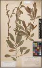 Foto von Salix caprea L. x Salix purpurea L.